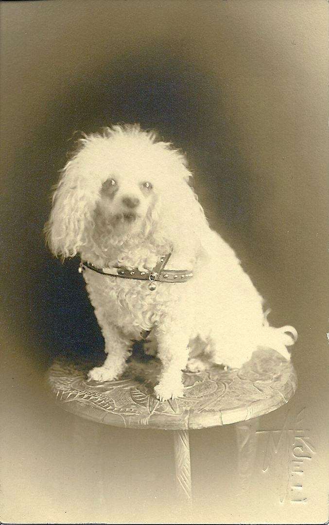 antique dog postcard