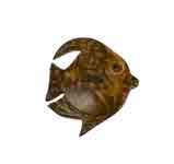 coconut shell angel fish button